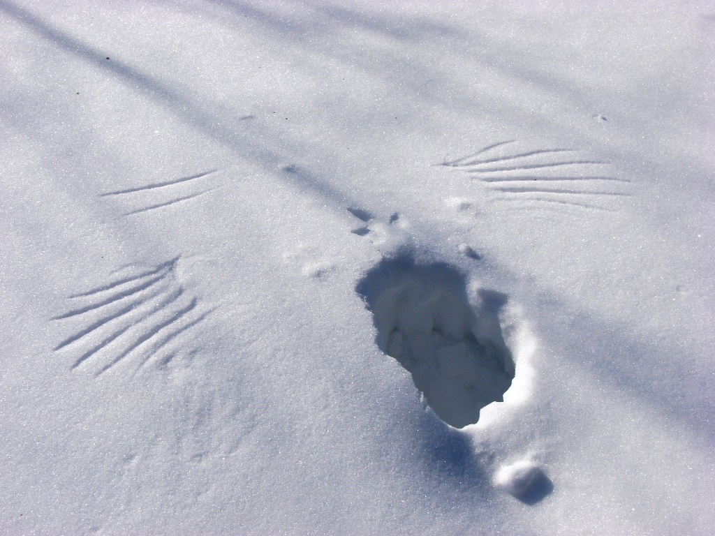 Зверя по следам слушать. Следы на снегу. Следы животных на снегу. Следы коровы на снегу. Следы птиц на снегу.