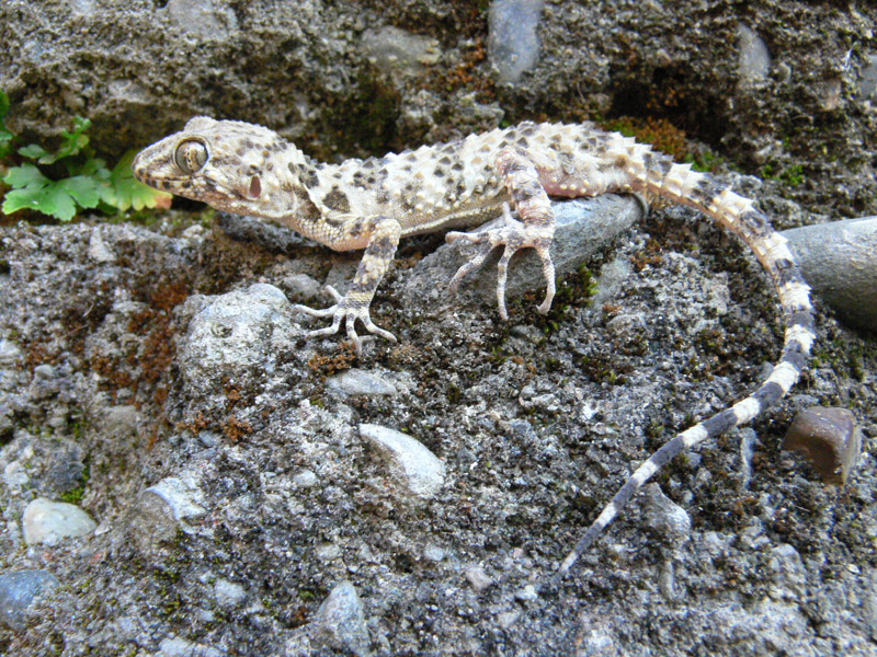 Каспийский геккон