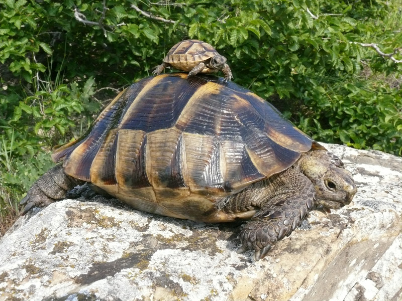 Средиземноморская черепаха