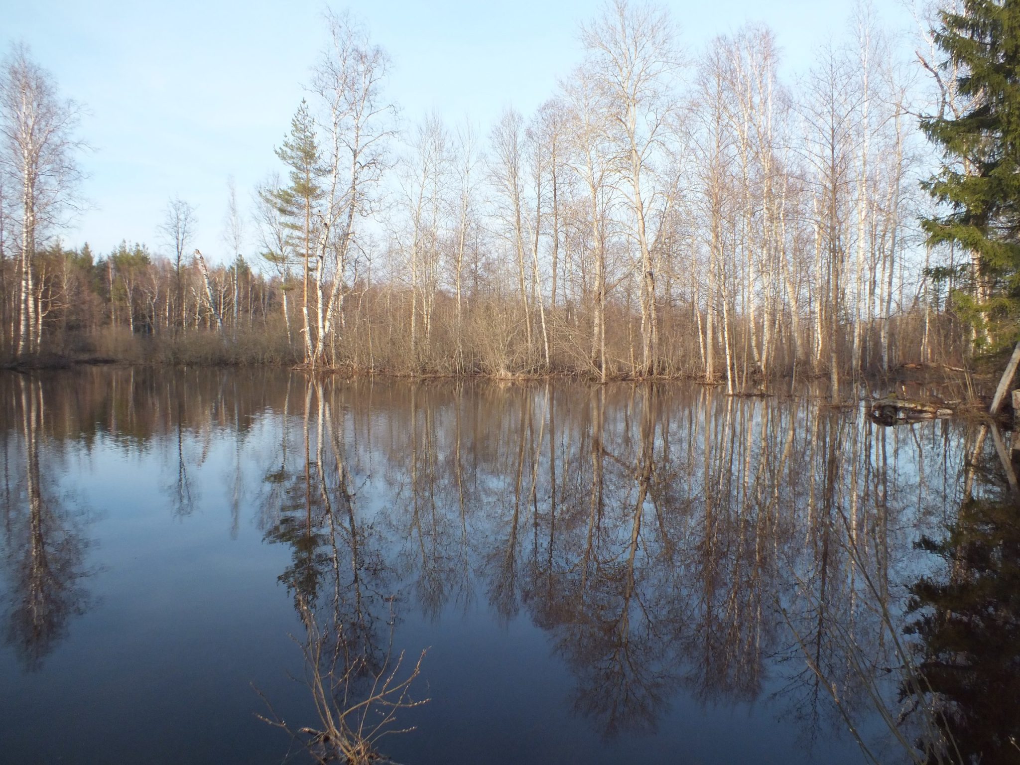 Керженский заповедник фотографии