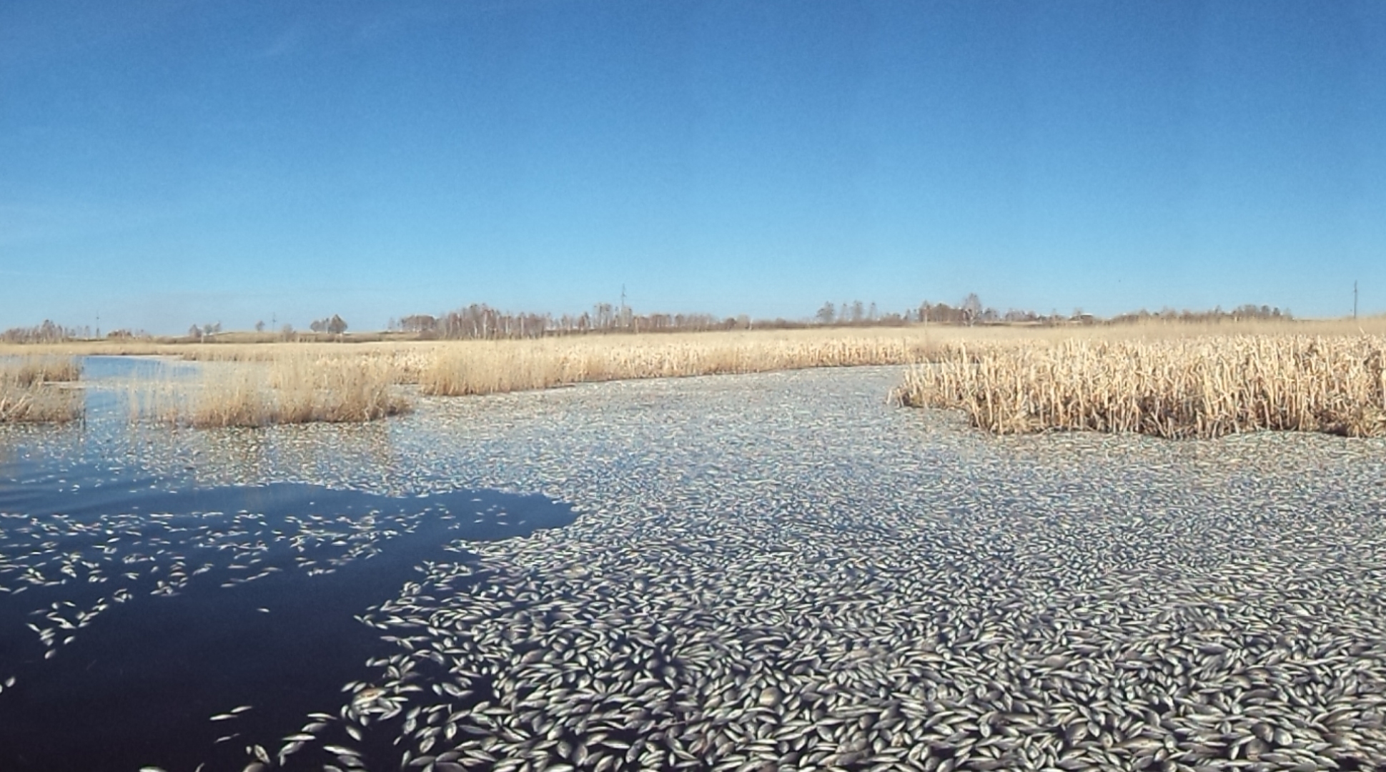 какая рыба водится в реке миасс в челябинске