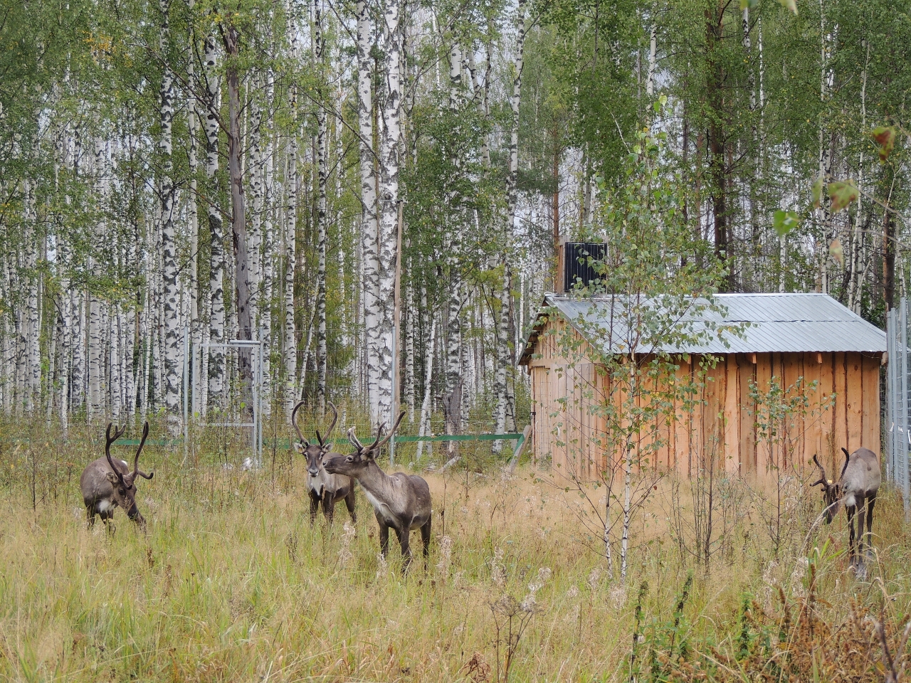 Керженский заповедник. Керженский заповедник Нижегородской области. Заповедник Керженец Нижегородской области. Рустай Нижегородская область заповедник. Заповедник Керженец Бор.