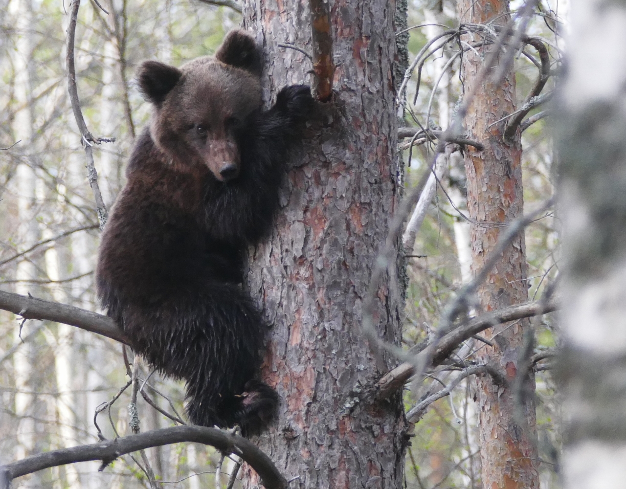 Бурый медведь в Керженском заповеднике
