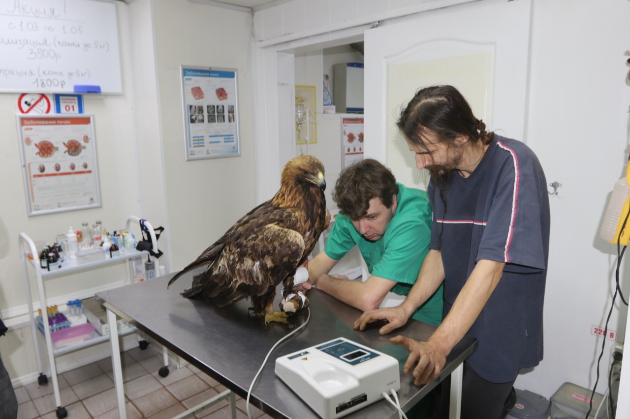 Ветеринар орнитолог. Зелёный попугай ветеринарная клиника. Ветеринар с птицей.