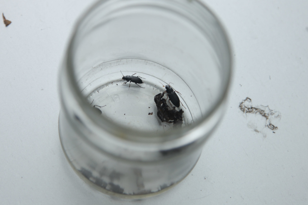 Нижегородские экоактивисты устроили новоселье для жуков